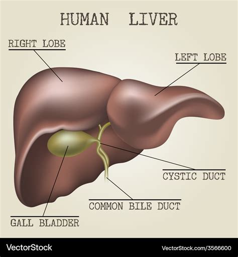 human liver anatomy royalty  vector image