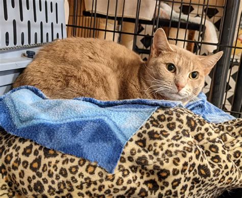 Minxie - Cat Tales CT