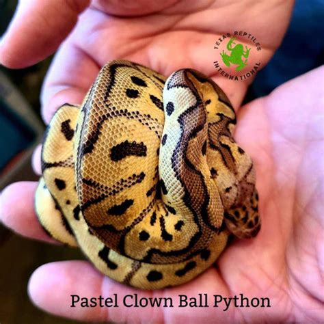 snakes ball python morphs texas reptiles international