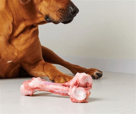 how to make raw dog food