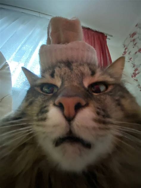 Create meme "cat , cat , seals " - Pictures - Meme-arsenal.com