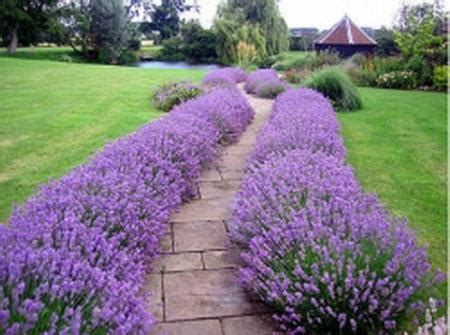 gardens   life lavanda lavandula angustifolia
