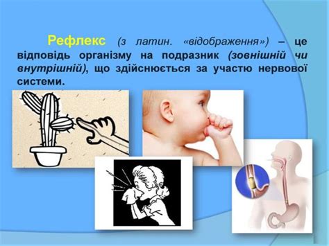 Рефлекторна дуга — будова, види та функції