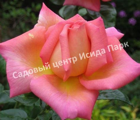 Роза чайно-гибридная Чикаго Пис (Chicago Peace) саженцы купить в Москве ...