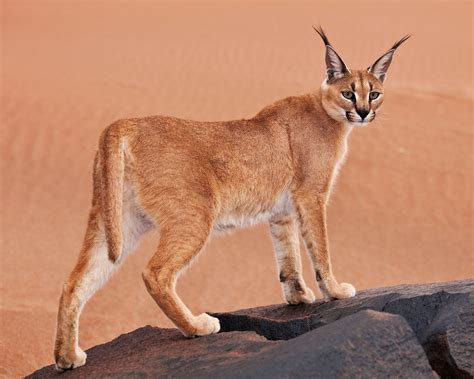 Caracal | Description & Facts | Britannica