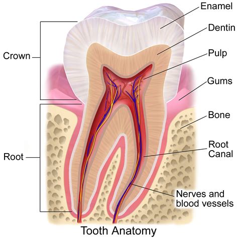 Root Canal - Advanta Dental