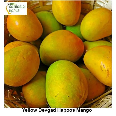 yellow devgad hapoos mango crate  rs dozen  pune id