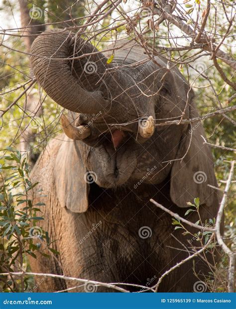 Wild African Elephant Eating Shrubs and Leaves Stock Image - Image of
