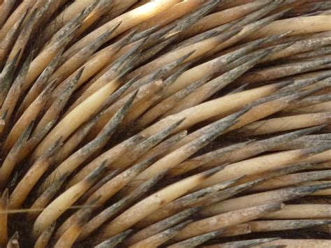 Why the Echidna is Australia's Most Delightfully Different Mammal