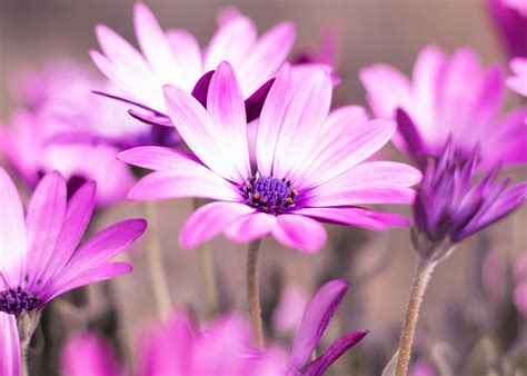 Pink And Purple Flowers Background