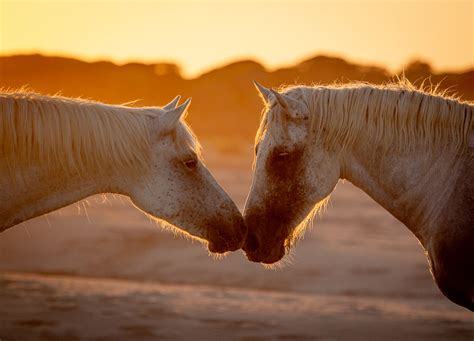 Camargue Horses – Studio Akari