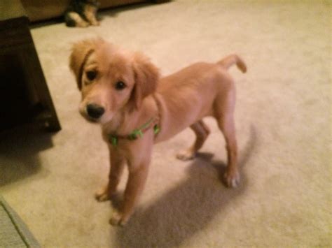 Why Is My Puppy Getting Skinny