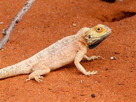 REPTILES - kalahari-trails