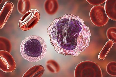 Monociti alti: quali sono le cause e quando preoccuparsi – Biomedical ...