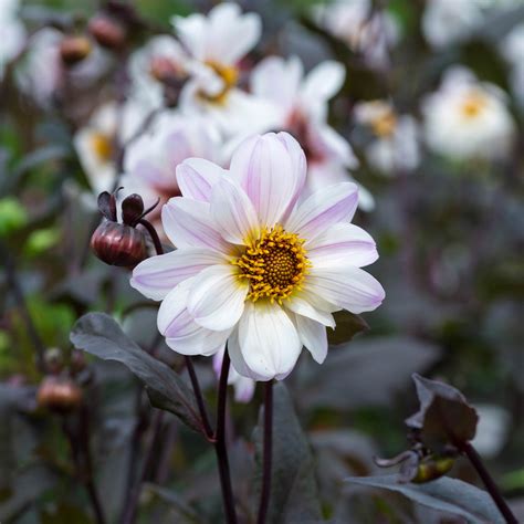 Dark Leaf Dahlias | Dutch Bulbs