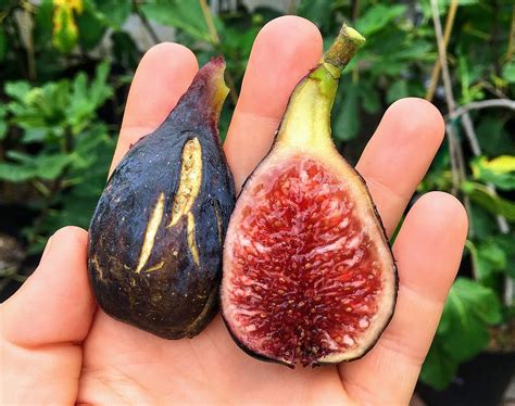 figs     fruit vnmnm