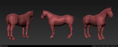 Horse Anatomy 3d - Anatomical Charts & Posters