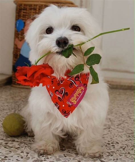 Maltese Terrier(Malta Köpeği) Özellikleri - Detaylı!