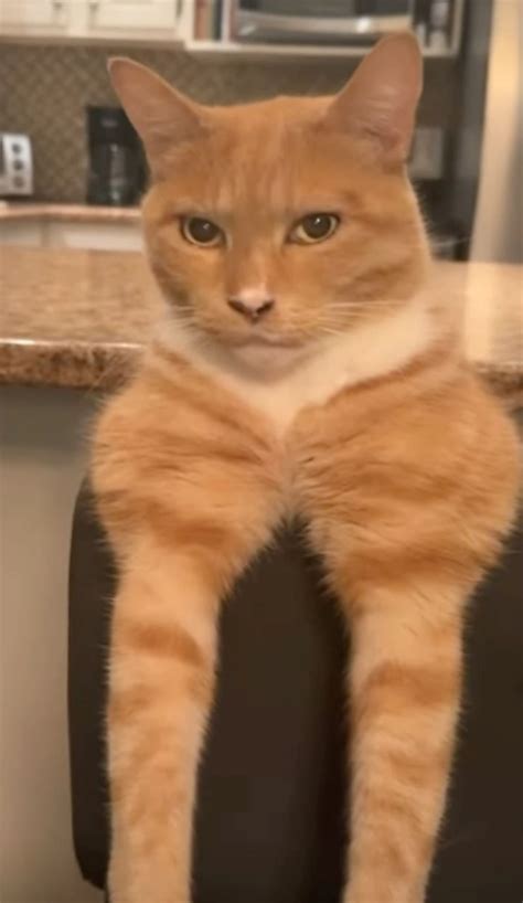 sigma cat  funny  cute meme