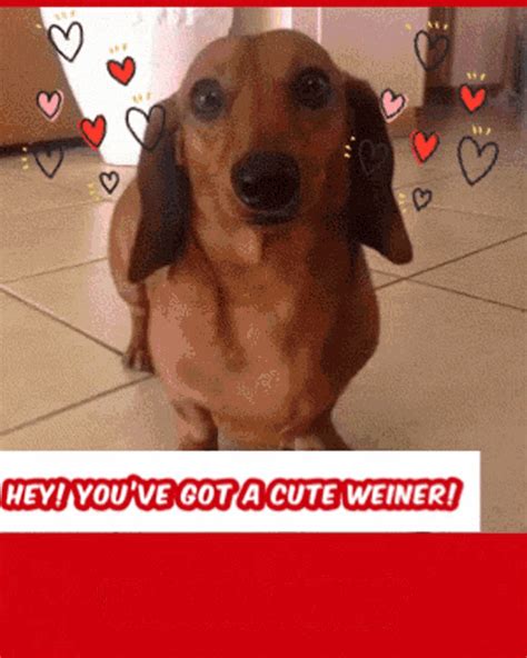 Weiner Dog GIF - Weiner Dog Dachshund - Discover & Share GIFs