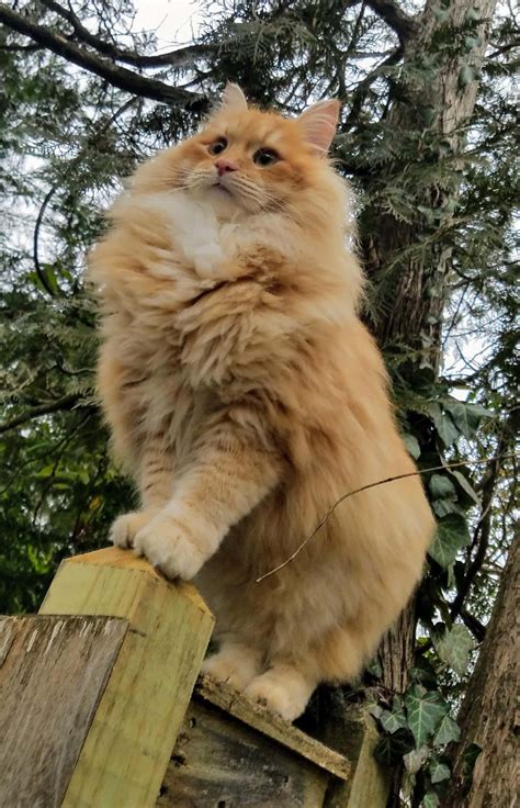 Download Beautiful Siberian Cat with a Mesmerizing Gaze Wallpaper
