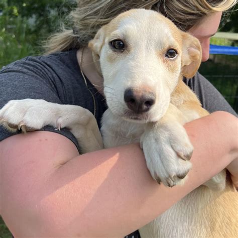 Dog for adoption - Scotty, a Labrador Retriever & Dutch Shepherd Mix in Pittsburgh, PA | Petfinder