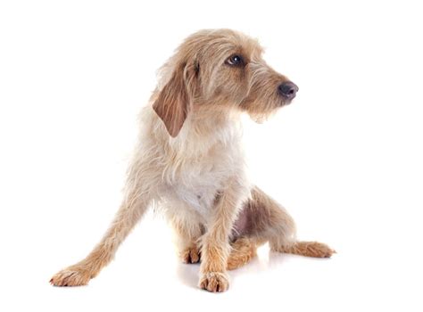 French Griffon Dog