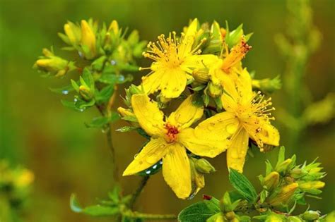 Красиві польові і лугові квіти: назви і фото