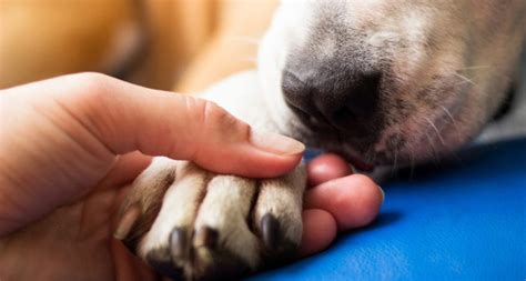 how do i know when to put my dog down