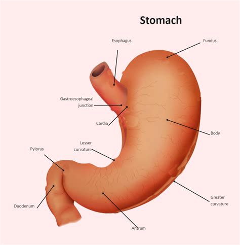 labelled diagram  stomach stomach anatomy vytt