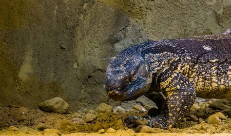 Black Throat Monitor Pictures - AZ Animals
