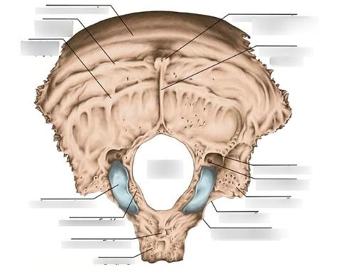 skull bones occipital bone diagram quizlet