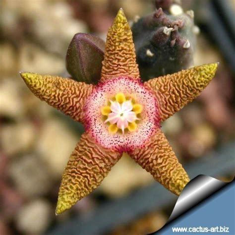 Stapelia flavopurpurea - Alchetron, The Free Social Encyclopedia