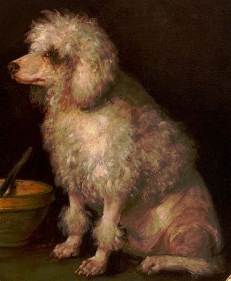 What Is The Oldest Living Standard Poodle