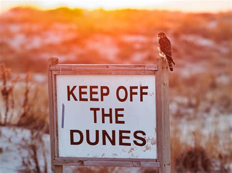 595 best Peregrine Falcon images on Pholder | Birdsofprey, Birding and