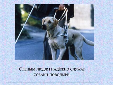 Собаки-поводыри для слепых — обзор лучших пород с фото