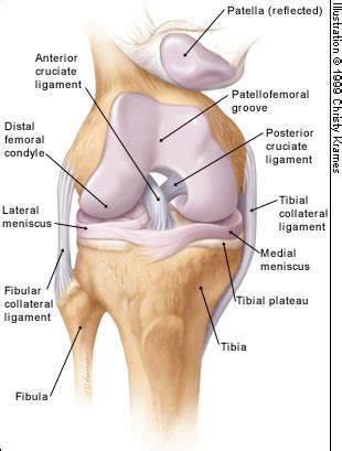 The knee joint effusion slippery bursa knee The meniscus ligament ...