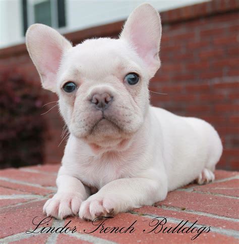 White Teacup French Bulldog Full Grown