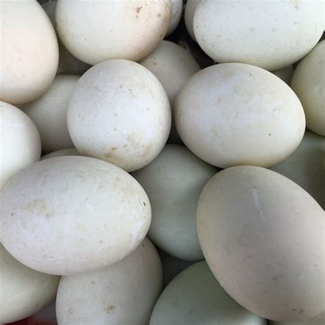 duck eggs pack   porterford butchers greater london