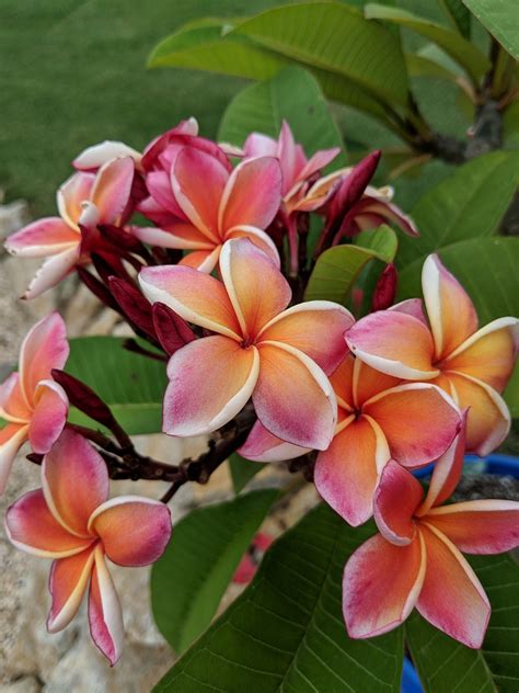 plumerias  kinds  colors pictures growing fruit