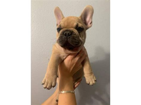 Lovely tan French Bulldog puppies for sale Anaheim - Puppies for Sale ...