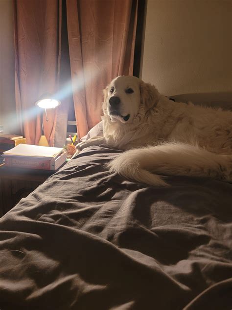 Appa wondering where I plan on sleeping tonight, since he's already