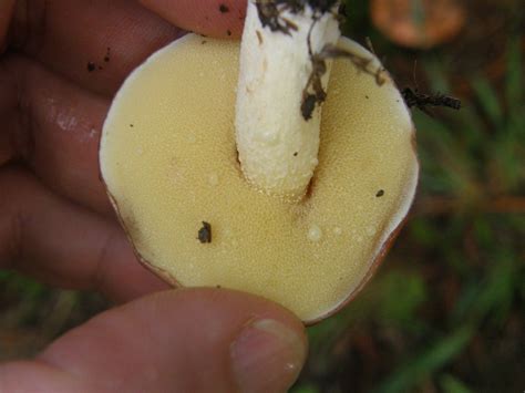 Suillus granulatus: The Ultimate Mushroom Guide