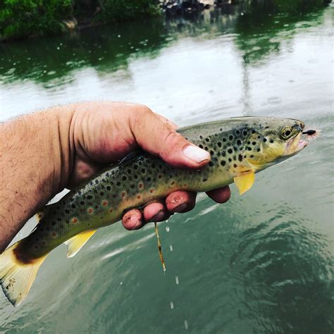 Brown Trout Porn - Dave Brown Outfitters - Fly-Fishing and Wingshooting