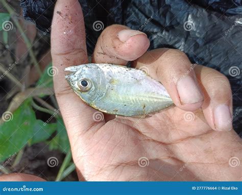 Giant Trevally Fish Caught by Fishermen Stock Photo - Image of wildlife ...