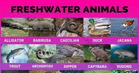 Freshwater Animals: 60 Best Animals that Live in Freshwater Habitats ...