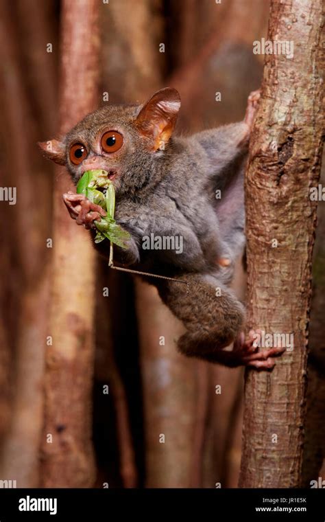 spectral tarsier  fig  res stock photography  images alamy