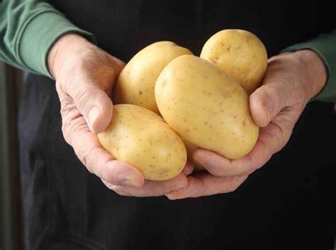 learn  prin types  potatoes