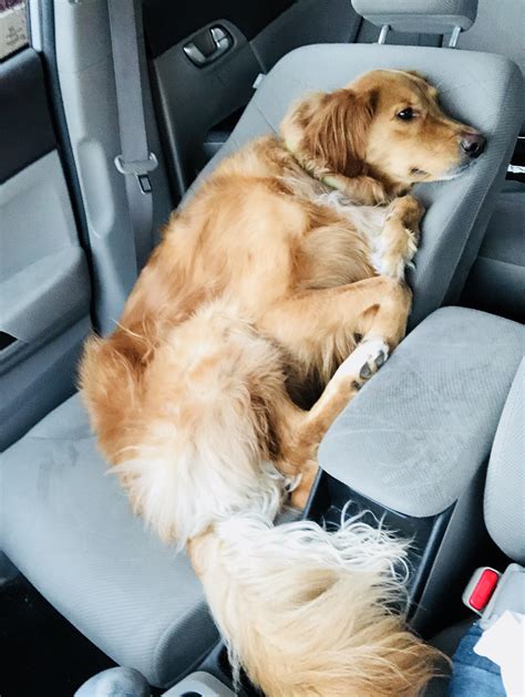 My dog during rush hour traffic : r/pics
