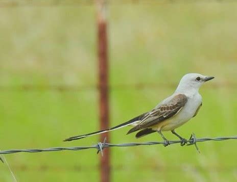 Scissor-Tailed Flycatcher - Oklahoma Zoo Safari USA